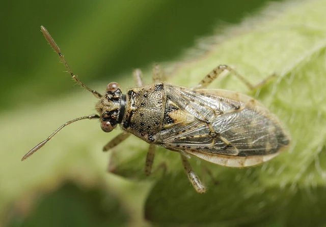 Brachycarenus tigrinus - rövidfejű üvegszárnyú-poloska