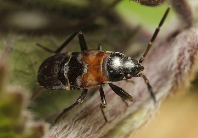 Raglius alboacuminatus - tarka díszesbodobács
