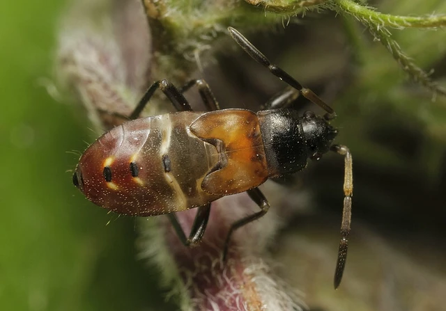 Raglius alboacuminatus - tarka díszesbodobács