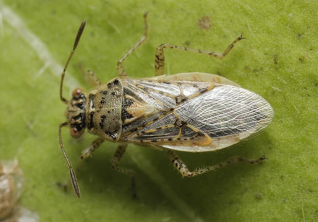 Brachycarenus tigrinus - rövidfejű üvegszárnyú-poloska