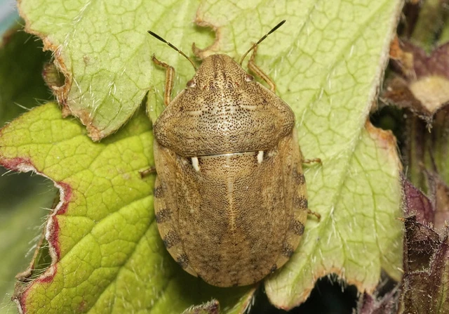 Eurygaster maura - mórpoloska Eurygaster maura - mórpoloska
