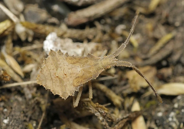Syromastus rhombeus - vitorlás karimáspoloska