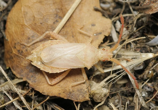 Coriomeris denticulatus - fűrészesvállú karimáspoloska