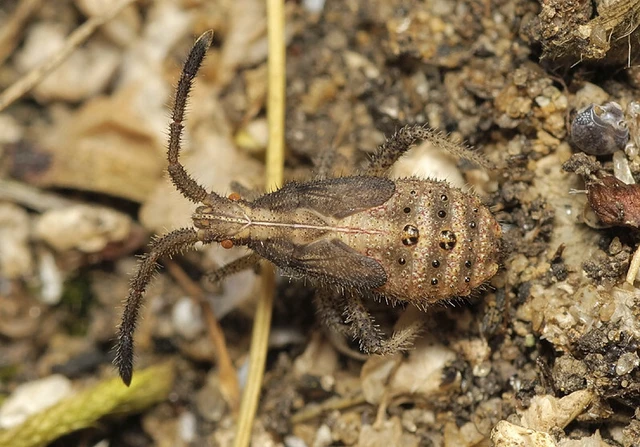 Coriomeris denticulatus - fűrészesvállú karimáspoloska