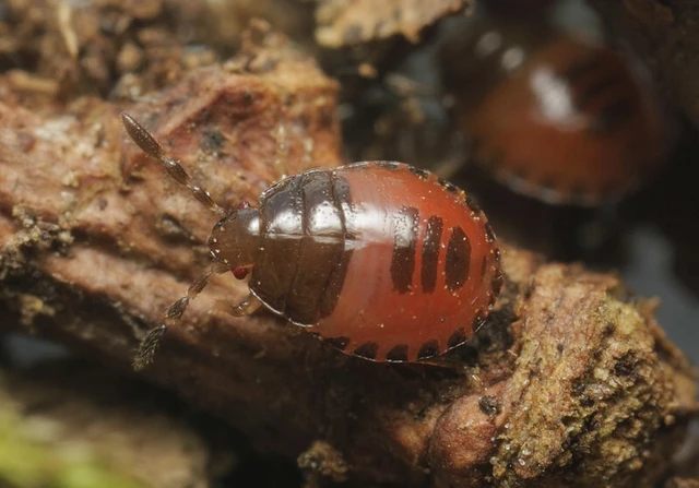Adomerus biguttatus - kétpettyes földipoloska