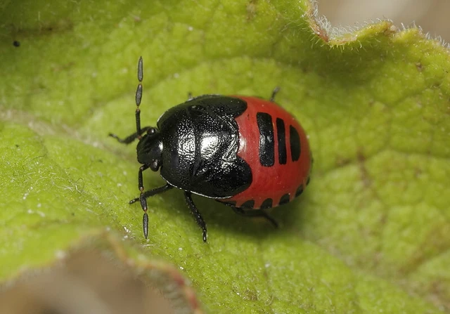 Canthophorus impressus