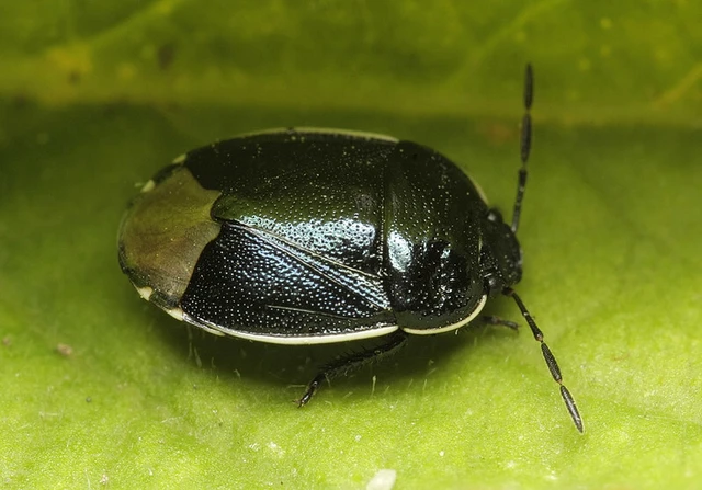 Canthophorus impressus