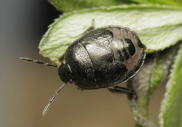 Sehirus luctuosus - világosfarú földipoloska Sehirus luctuosus - világosfarú földipoloska