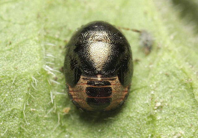 Thyreocoris scarabaeoides - fémes földipoloska