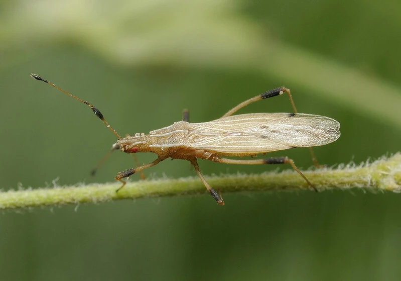 Berytinus crassipes