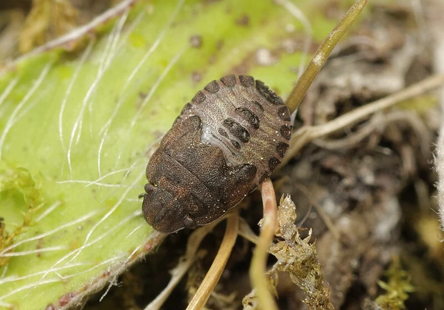 Sciocoris cursitans - közönséges laposfejű-poloska Sciocoris cursitans - közönséges laposfejű-poloska