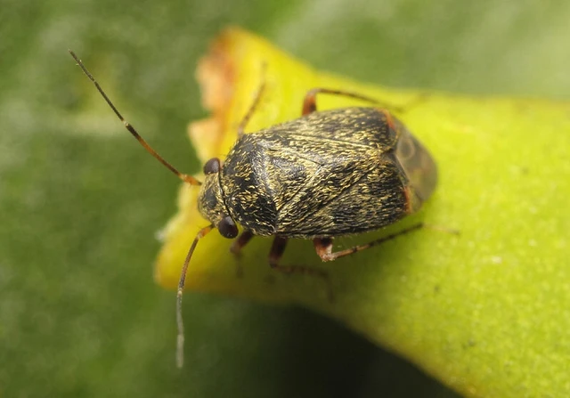 Hypseloecus visci