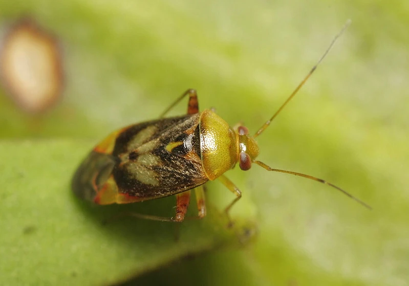 Pinalitus viscicola