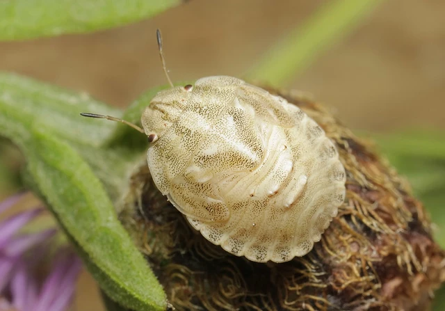 Eurygaster maura - mórpoloska Eurygaster maura - mórpoloska