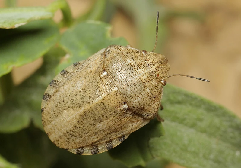 Eurygaster maura - mórpoloska