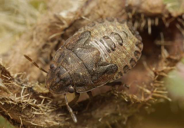 Sciocoris cursitans - közönséges laposfejű-poloska Sciocoris cursitans - közönséges laposfejű-poloska