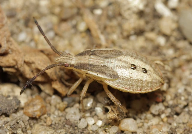 Ceraleptus lividus