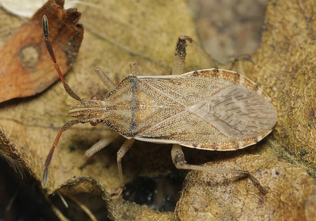 Ceraleptus lividus