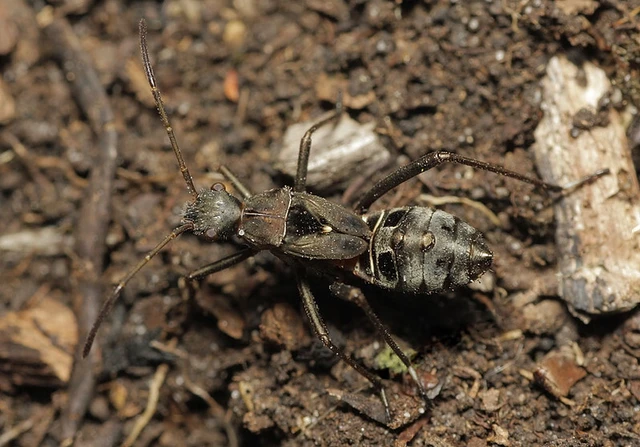 Alydus calcaratus - szőrös tövispoloska