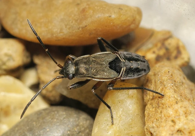 Rhyparochromus pini - avar-díszesbodobács