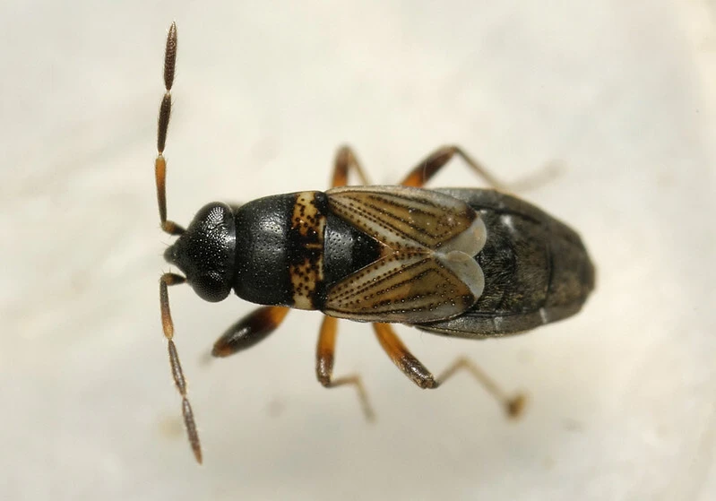 Ischnocoris angustulus