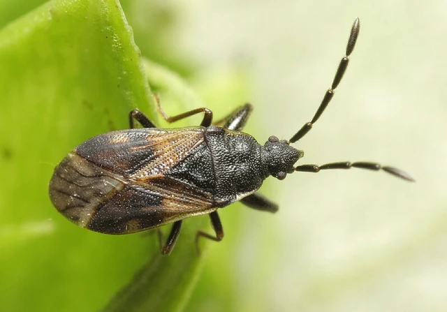 Taphropeltus contractus