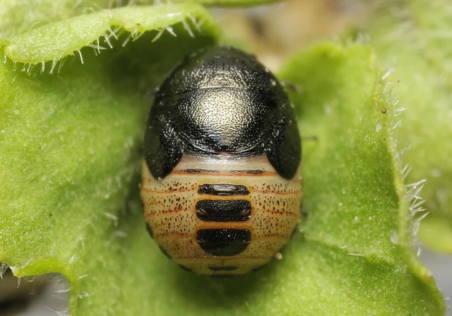 Thyreocoris scarabaeoides - fémes földipoloska