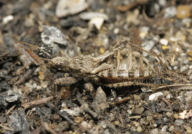 Coranus