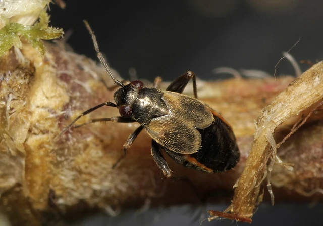 Chlamydatus saltitans