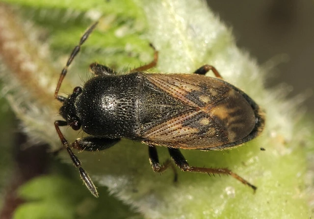 Megalonotus sabulicola