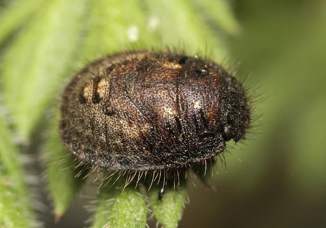 Odontoscelis fuliginosa - szőrös pajzsospoloska (Állathatározó; Kondorosy Nagy_Hideg hegy) Odontoscelis fuliginosa - szőrös pajzsospoloska (Állathatározó; Kondorosy Nagy_Hideg hegy)