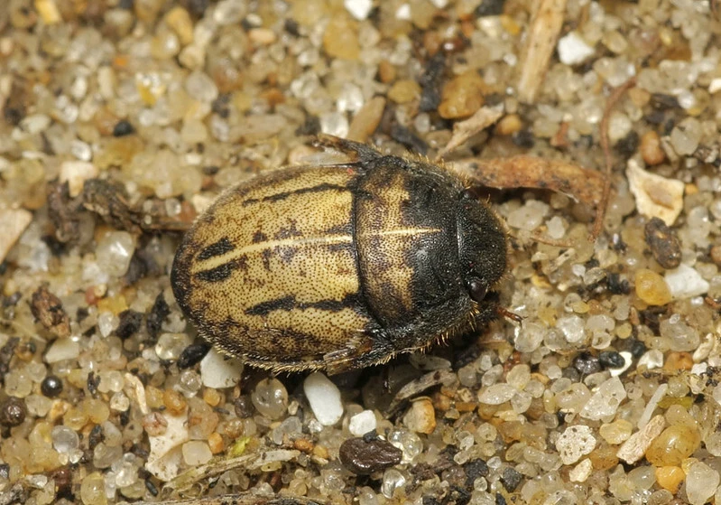 Odontoscelis fuliginosa - szőrös pajzsospoloska (Állathatározó; Kondorosy Nagy_Hideg hegy)