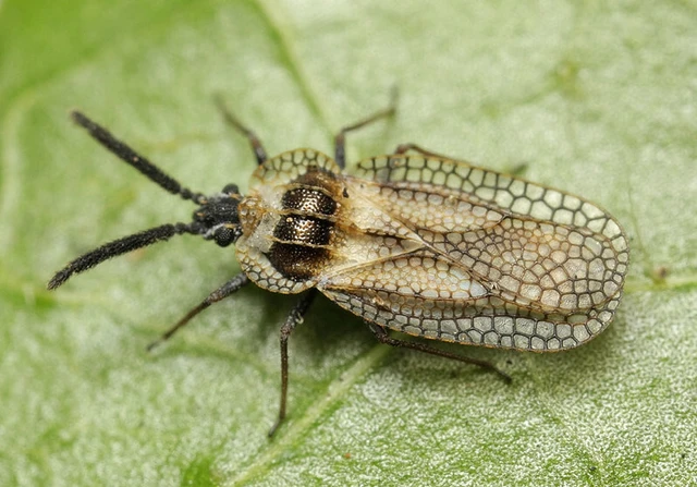 Dictyonota strichnocera