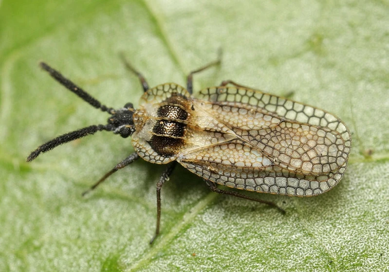 Dictyonota strichnocera