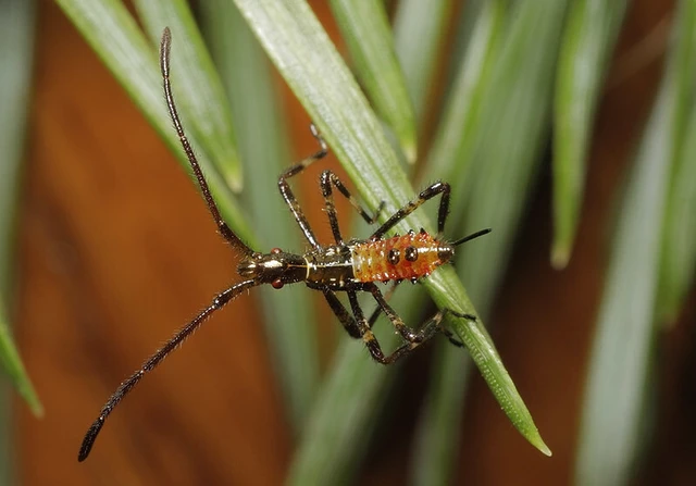 Leptoglossus occidentalis - nyugati levéllábú poloska Leptoglossus occidentalis - nyugati levéllábú poloska