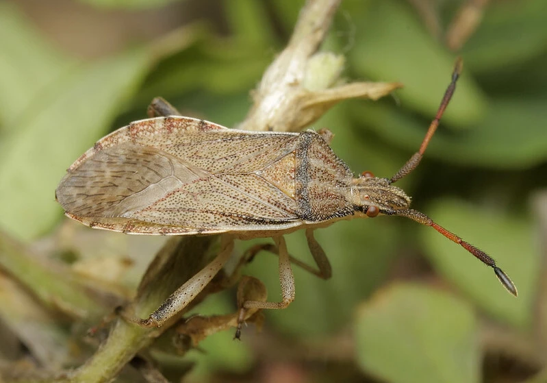 Ceraleptus lividus