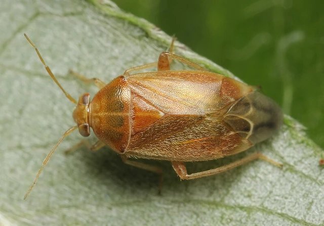 Agnocoris reclairei