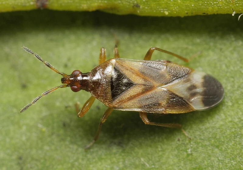 Anthocoris nemoralis - fakó virágpoloska