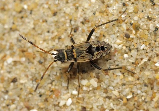 Beosus maritimus - homoki bodobács