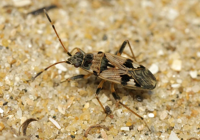 Beosus maritimus - homoki bodobács