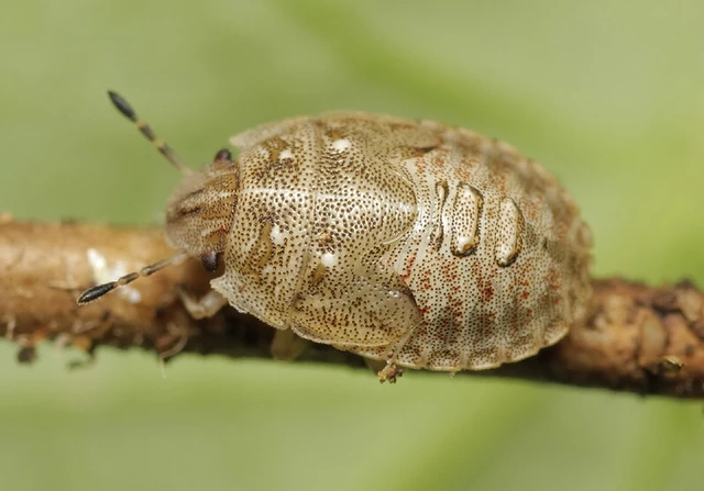 Podops inunctus - szarvas pajzsospoloska Podops inunctus - szarvas pajzsospoloska