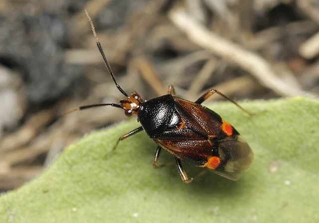 Deraeocoris ruber - vöröses mezeipoloska