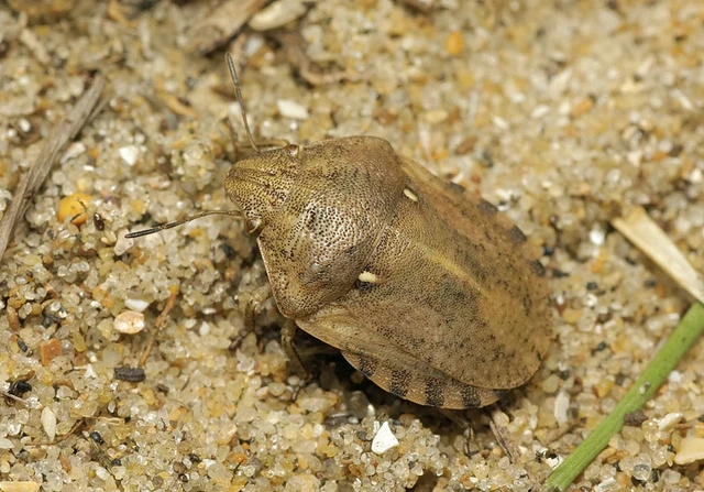 Eurygaster maura - mórpoloska Eurygaster maura - mórpoloska