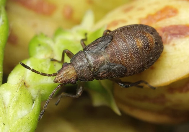 Orsillus depressus - tuja-fényesbodobács