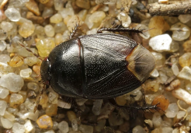 Geotomus punctulatus