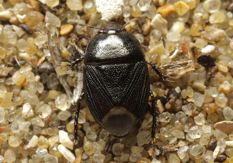 Geotomus punctulatus