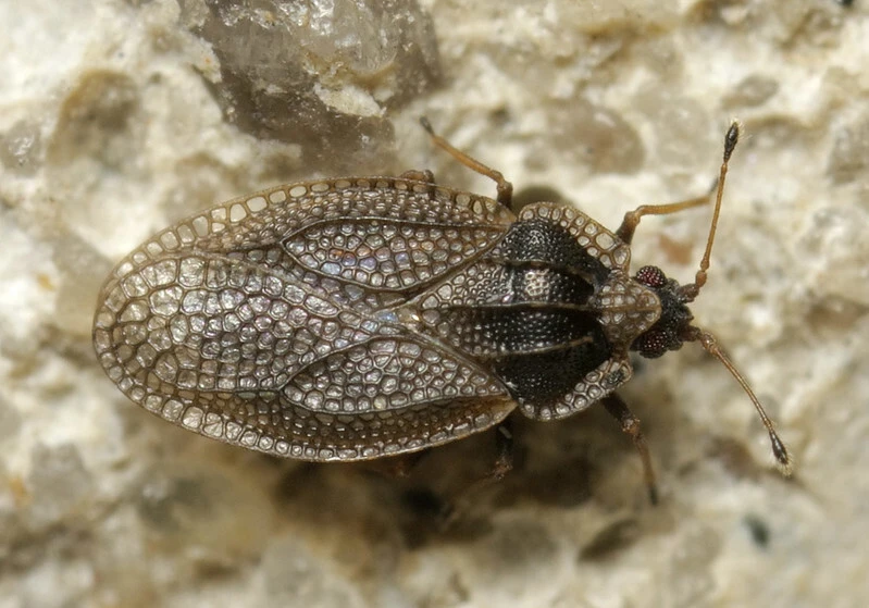 Acalypta parvula