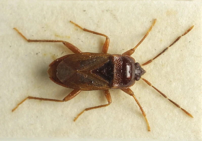Lamproplax picea
