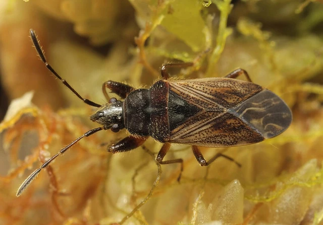 Pachybrachius luridus