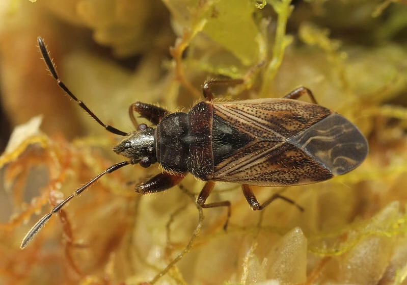 Pachybrachius luridus